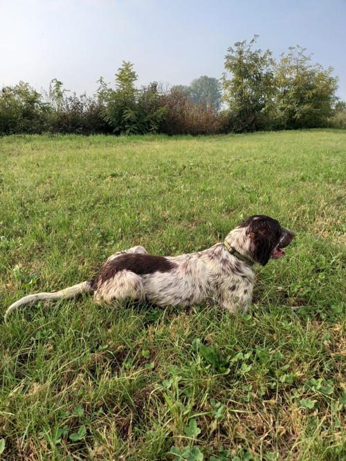 Setter inglese da compagnia