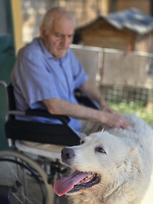 CERCASI NUOVA FAMIGLIA PER CANE MAREMMANO