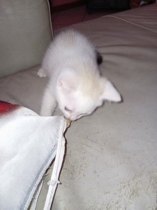 Regalo gattino