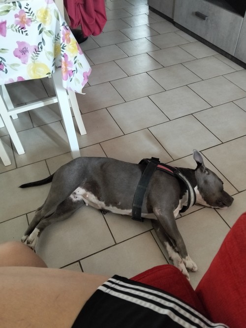 American Bully
