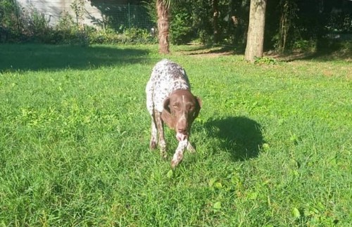 Luna e Furia cercano famiglia