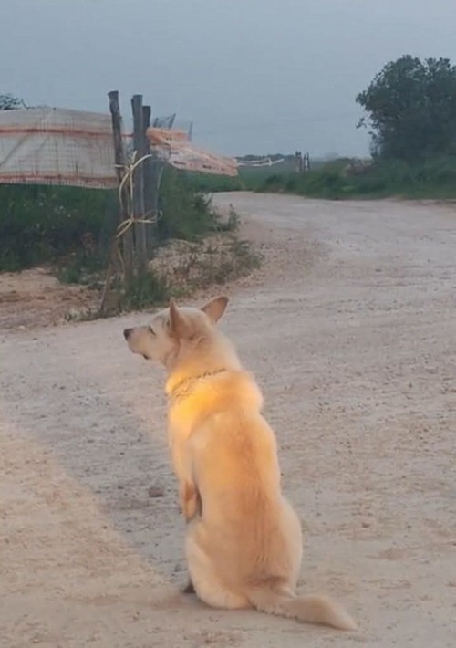 CESARE, ABBANDONATO IN STRADA.   