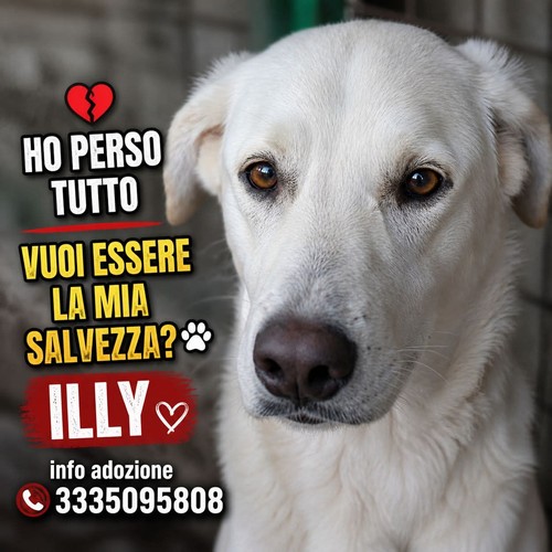 ILLY MIX LABRADOR DI 3 ANNI, DOLCE E BUONO