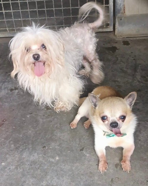  GINO E GINA, MALTESE E CHIHUAHUA, 3 Kg, 9 ANNI