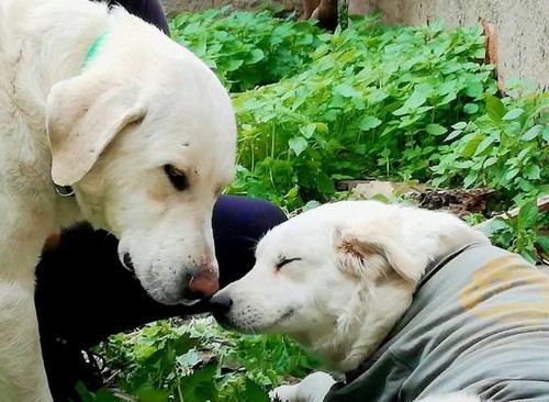 BLANCO E BRENDA, 5 ANNI