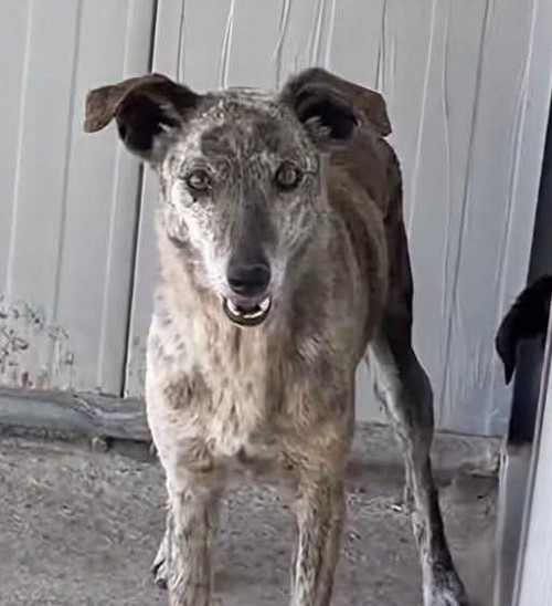 BEA, Una simil LEVRIERA