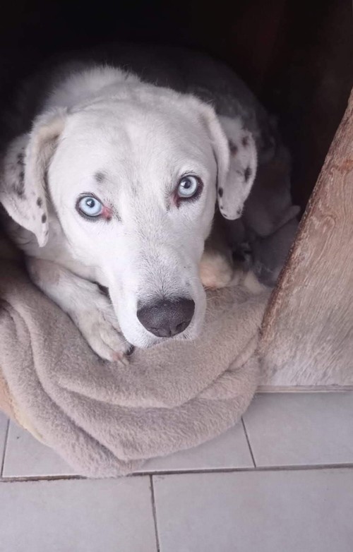  IL PROPRIETARIO � MORTO E RUDY, 10 ANNI