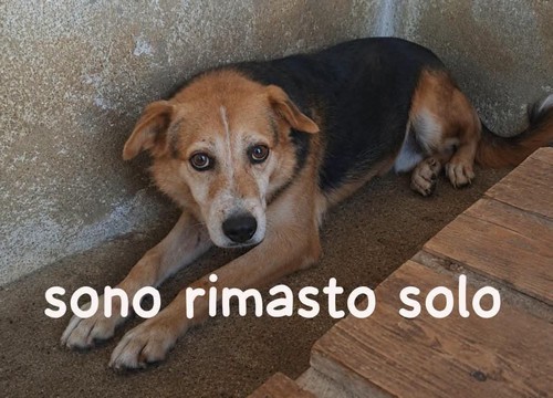 Kobe in canile da 10 anni � rimasto solo