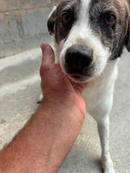 NESLI, 8 ANNI IN CANILE