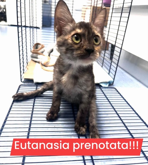 Gattina disabile dalla strada