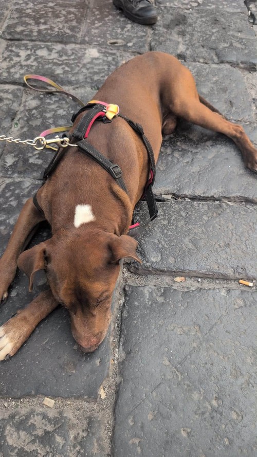 ADOZIONE DEL CUORE : PACO 11 ANNI IN CATENA 