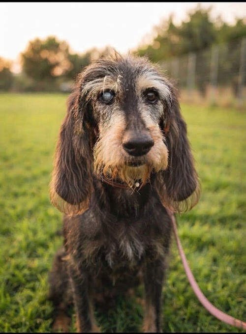  BUCK 9 ANNI cieco da un occhio