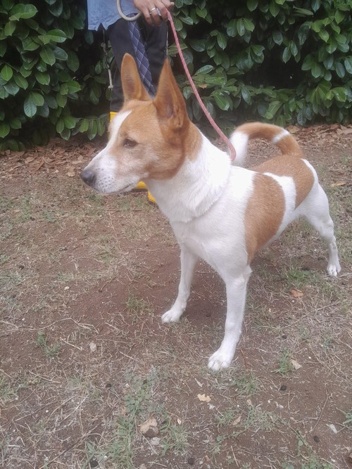 RED,  11 KG, buono, dolce