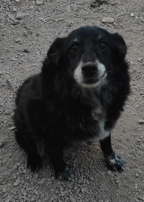 KELLY� 12 ANNI DI CANILE