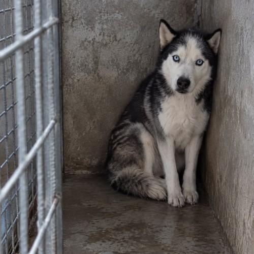 BALTO, 10 ANNI, UNA VITA RINCHIUSO