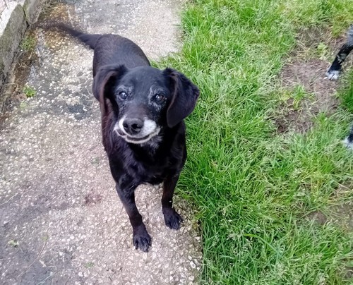 LILLO, 11 ANNI, 10 KG, IN CANILE DA CUCCIOLO