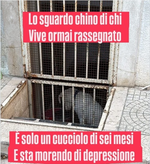 ENEA, CUCCIOLO DI 6 MESI