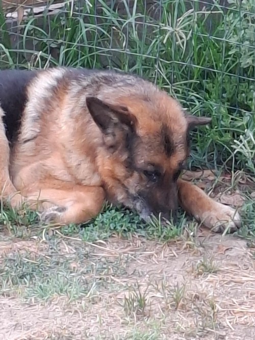 REX, PASTORE TEDESCO13 ANNIcerca la prima casa