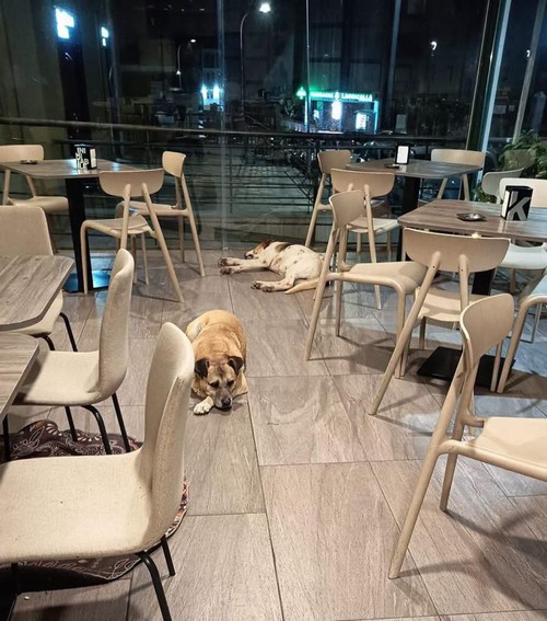 DUE CANI BUONISSIMI, RANDAGI