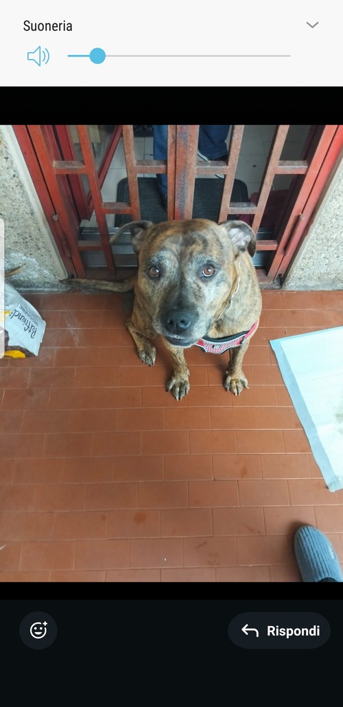 MAREK, 8  ANNI, PIT TIGRATO, VIVE SEMPRE SOLO