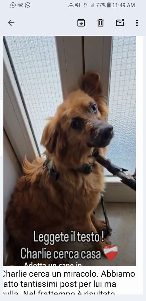  CHARLIE..SIMIL VOLPINO DI 10 KG