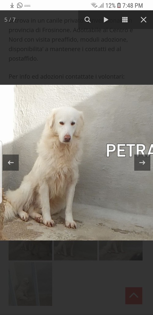 PETRA Maremmana-Golden timidina, 6 anni