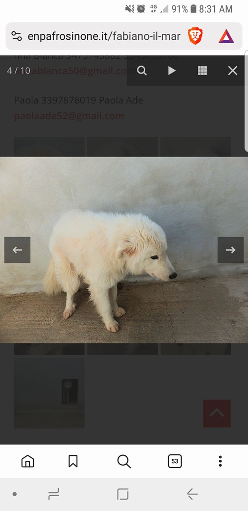     FABIANO, 3 ANNI, maremmano 