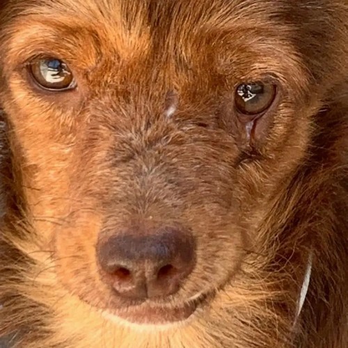   PICCINA di 6 KG, IN CANILE DA 10 ANNI