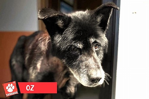 ADOZIONE DEL CUORE PER OZ, 12 ANNI