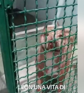  LEON, PIT DI 6 ANNI