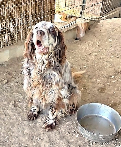 SETTER INGLESE FEMMINA DI 13 ANNI