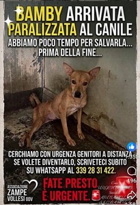 BAMBY PARALIZZATA