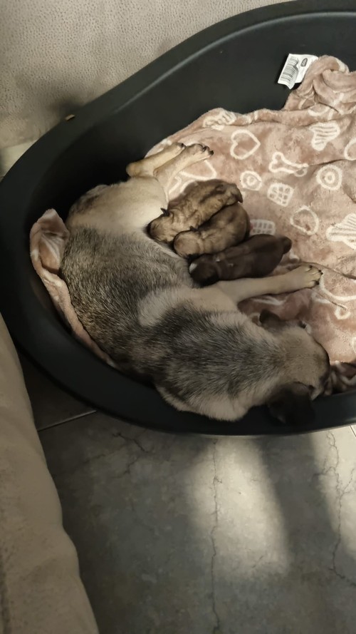 Cagnolini taglia piccola