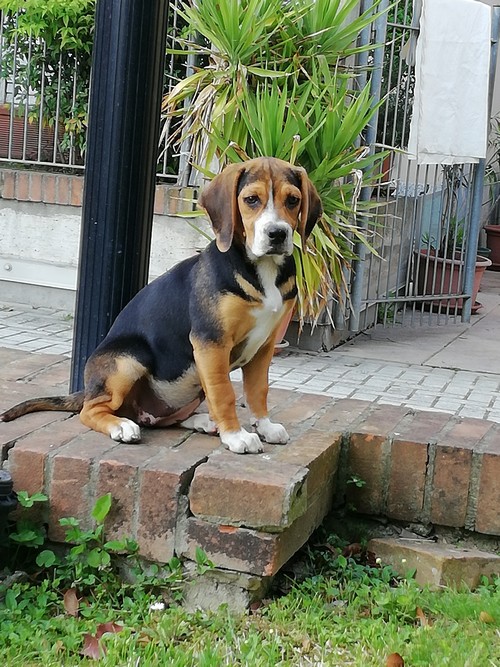 Vendo cucciola beagle Nano Elizabeth a Crema - La Soffiata